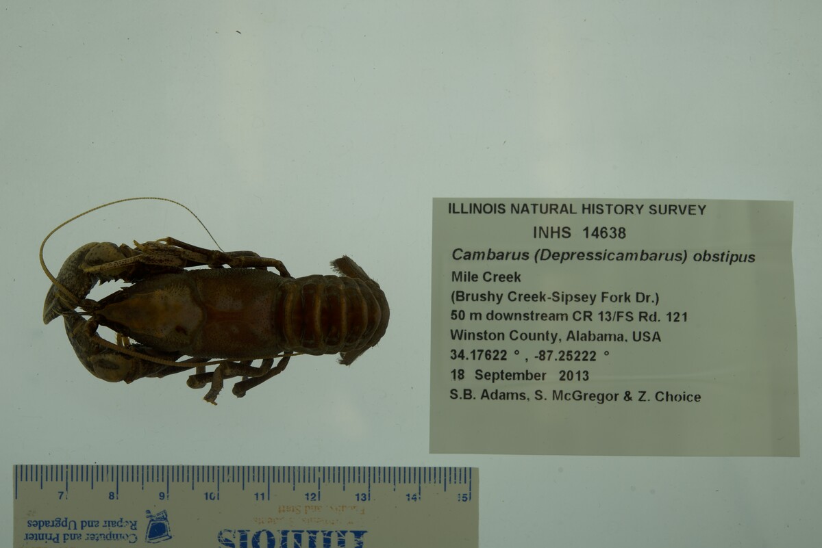 Cambarus obstipus image